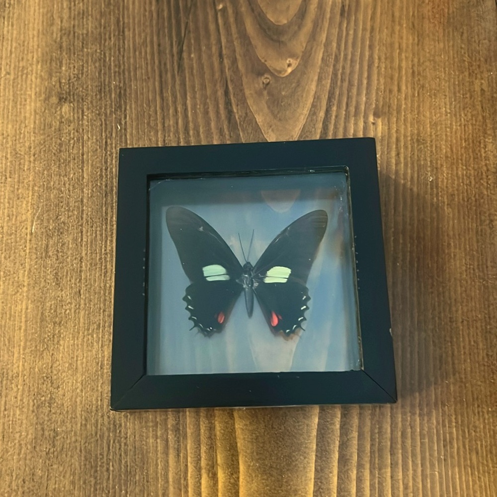 Real Butterfly Specimen Framed